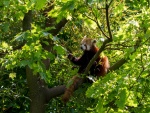 Panda rojo en un árbol