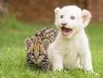 Cachorro de león blanco junto a otro felino