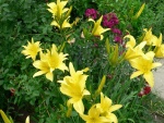 Liliums amarillos en un jardín