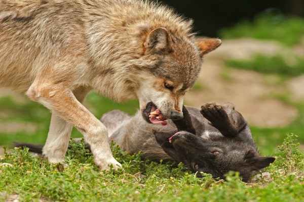 Lobos peleando