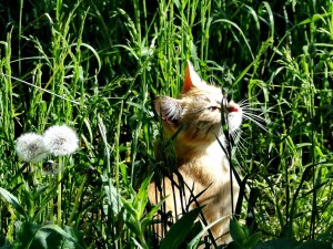 Postal: Gato calentándose al sol entre la hierba