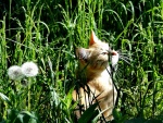 Gato calentándose al sol entre la hierba