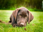 Cachorro marrón con mirada triste