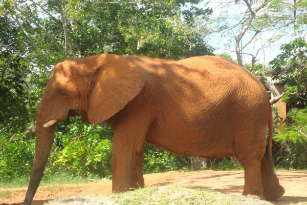 Gran elefante en un zoo