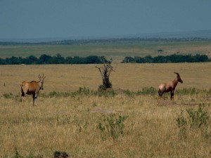 Topi y antílope en Tanzania