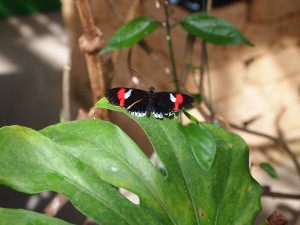 Una bella mariposa sobre una gran hoja verde