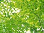Bonitas hojas verdes en las ramas de un gran árbol