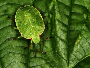 Un insecto verde con puntitos negros
