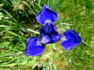 Un bello iris