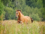 Hermoso caballo trotando entre la hierba