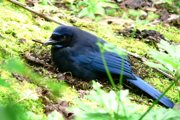 Pájaro negro posado en la hierba junto a una lombriz