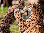 Cachorro de leopardo jugando con su madre