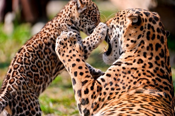 Cachorro de leopardo jugando con su madre