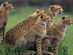Familia de guepardos