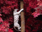 Tigre blanco trepando por un tronco