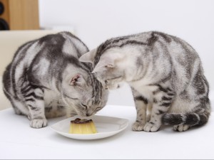 Gatitos comiendo un rico flan