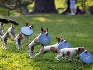 Postal: Secuencia de un perro jugando con un frisbee