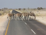 Cebras cruzando una carretera