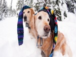 Perros con originales gorros para el frío de la nieve