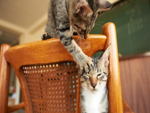 Postal: Gatos jugando sobre una silla