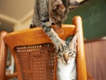 Gatos jugando sobre una silla