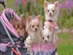 Cuatro perros en un carro para bebés