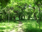 Camino estrecho en el bosque