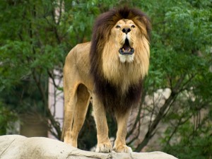 Postal: Gran león viviendo en un zoo