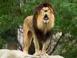 Gran león viviendo en un zoo