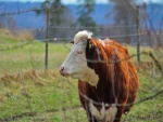 Una hermosa vaca en un prado verde