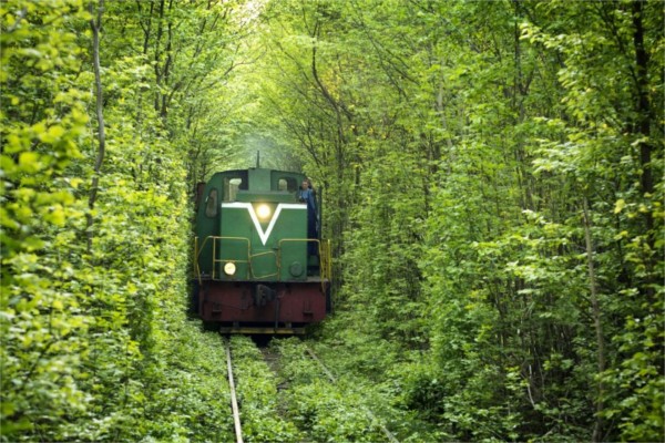 Tren en el interior de un bosque