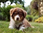 Un hermoso cachorro sobre la hierba