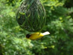 Pájaro haciendo un nido