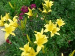 Hermosos liliums amarillos en un jardín