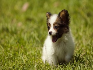 Un simpático cachorro sobre la hierba