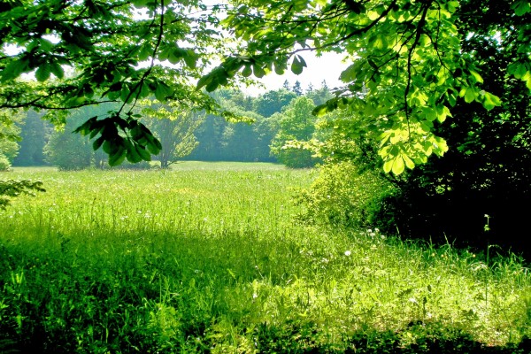 Un hermoso campo verde