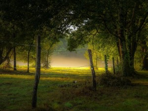 Postal: Una mañana con niebla en el bosque
