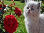 Gato blanco junto a un rosal