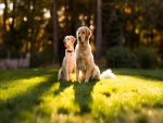 Dos hermosos perros sentados sobre la hierba