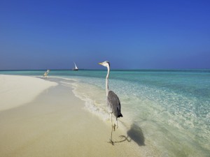 Aves caminando por una playa