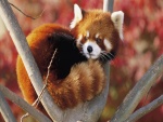 Panda rojo acurrucado en lo alto de un árbol