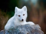 Un precioso zorro blanco sobre una roca