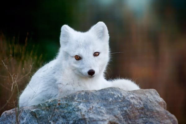 Un precioso zorro blanco sobre una roca