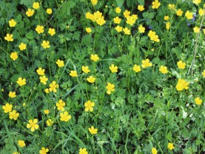 Postal: Flores amarillas en el campo