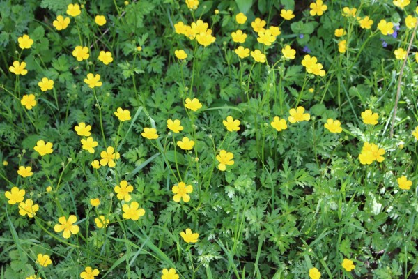 Flores amarillas en el campo