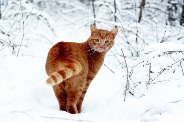 Un gato de paseo invernal