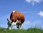 Vaca lechera comiendo pasto