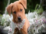 Lindo perrito entre las flores