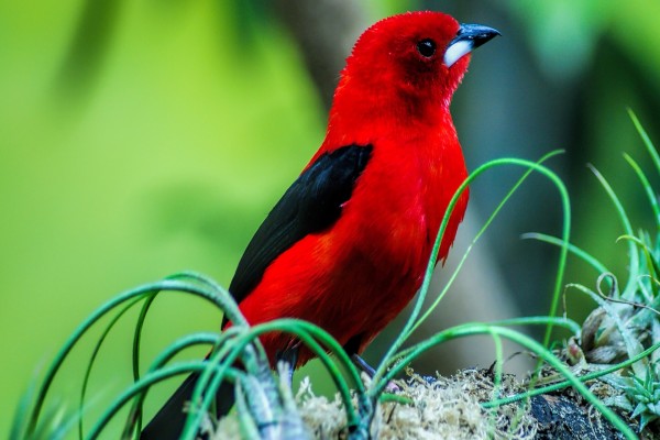 Pájaro rojo con alas negras