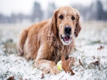 Un perro jugando en la nieve